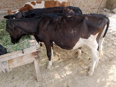 Mini Farm for sale