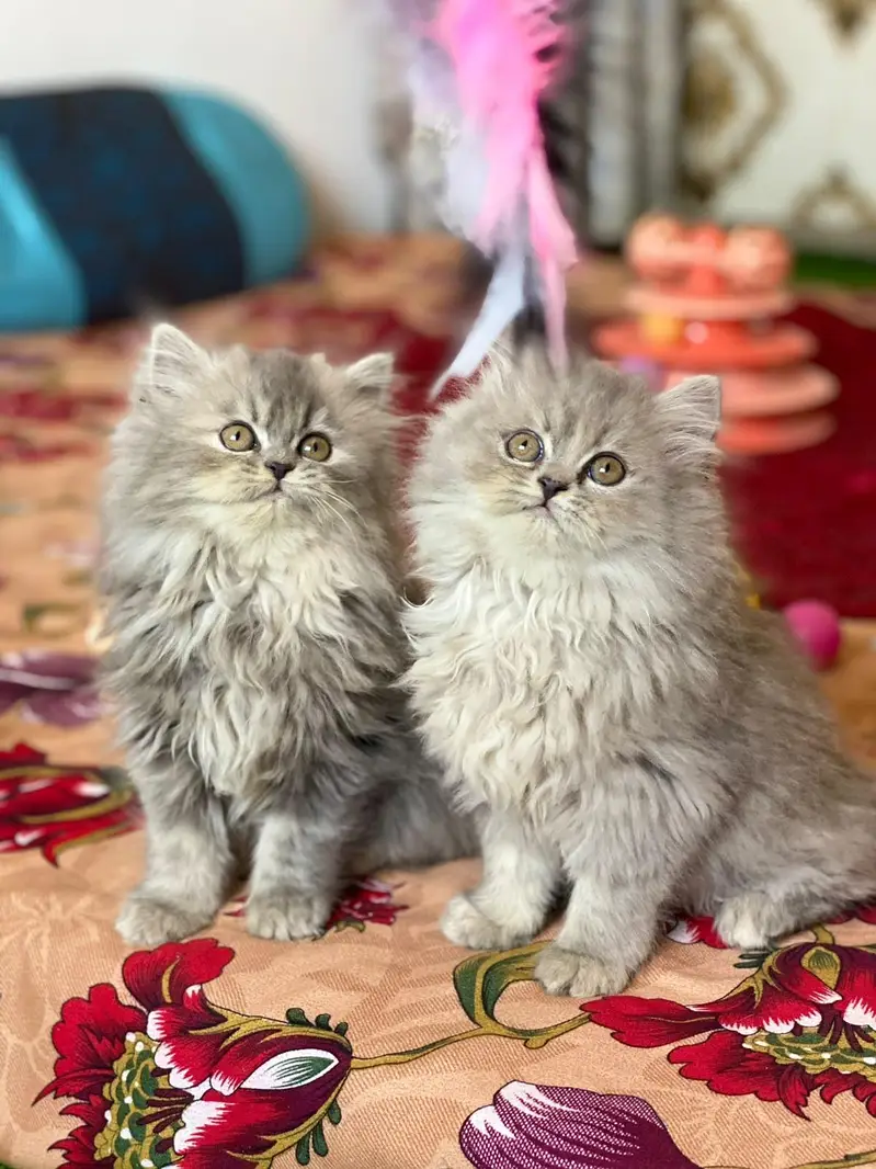 Pursian kittens | Cat | kittens
