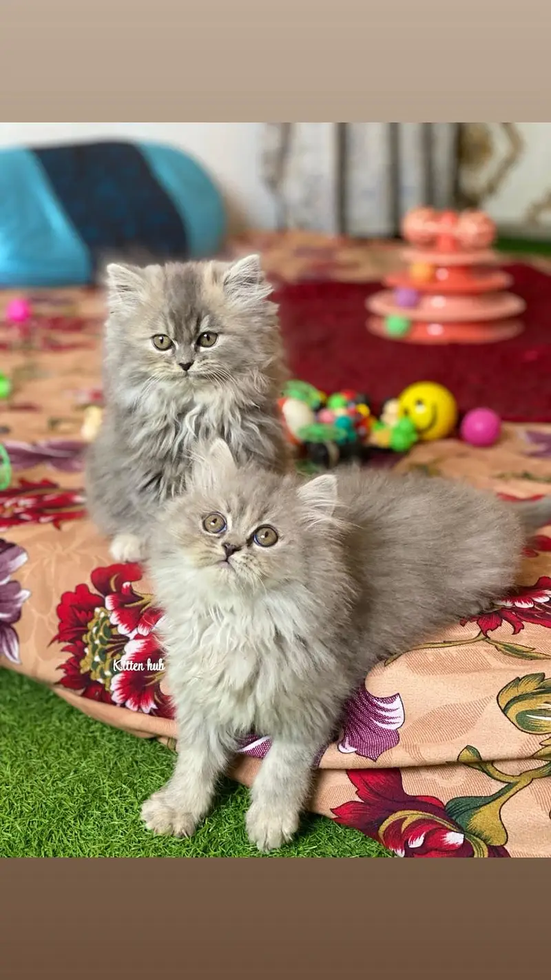 Pursian kittens | Cat | kittens — photo 2