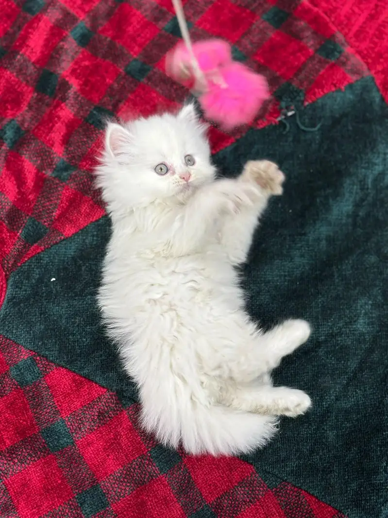 Pursian kittens | Cat | kittens — photo 3