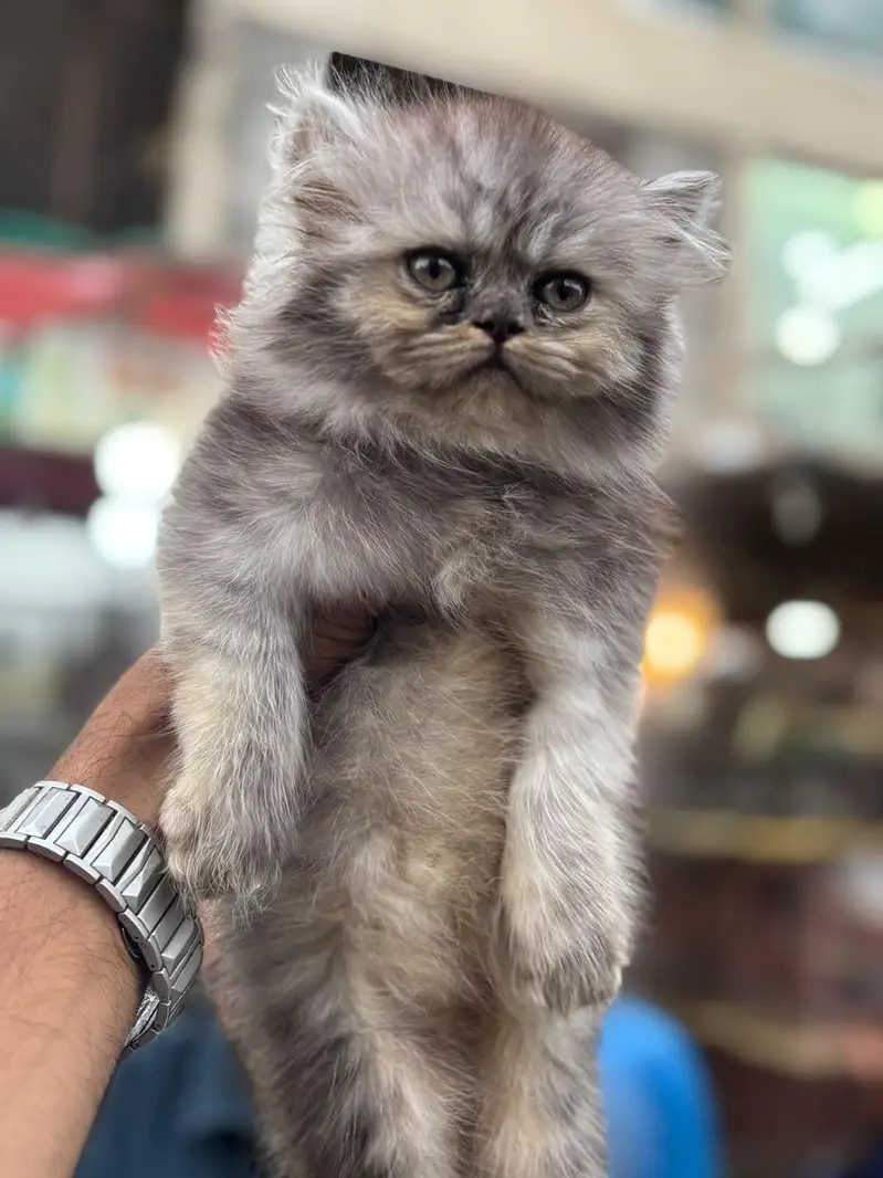Pursian kittens | Cat | kittens — photo 4