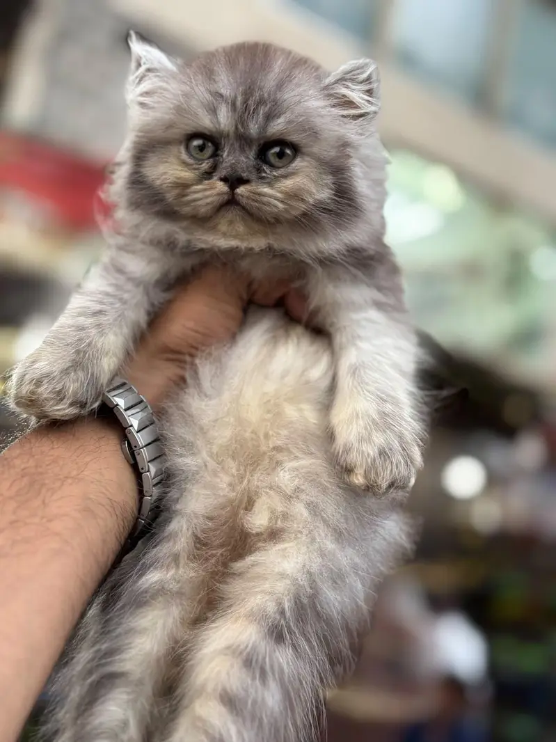 Pursian kittens | Cat | kittens — photo 5