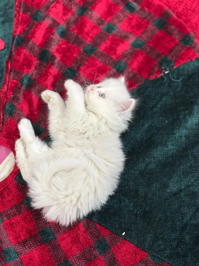 Pursian kittens | Cat | kittens — photo 6