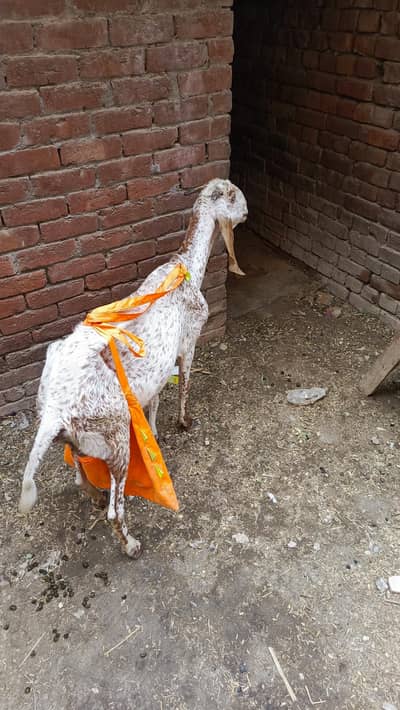 bakri 8 dant