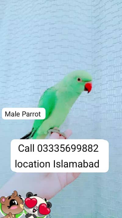Fixed 5,500 Hand Tamed Friendly Green Ring Neck Male Parrot Jumbo Size