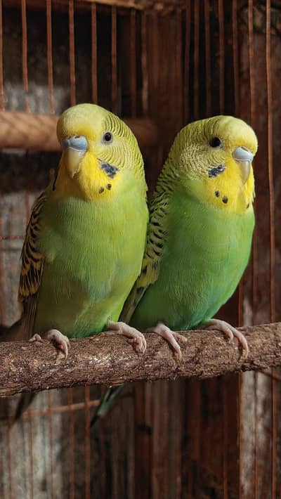 parrot