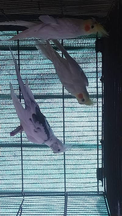 3 piece cocktail with cage 6000