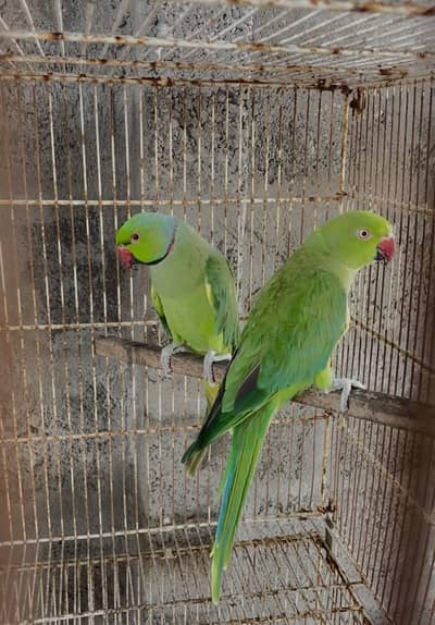 ringack pair 13000