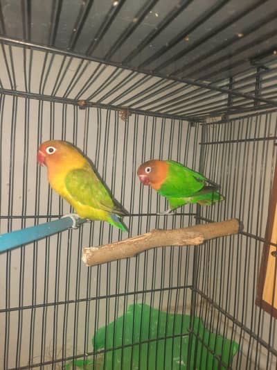 Fisher parrots