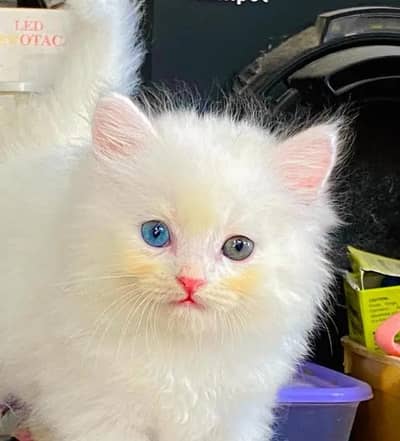(Persian female kitten) (for sale all) (Pakistan delivery available)