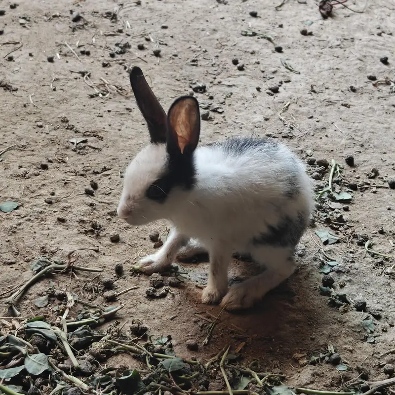 rabbits