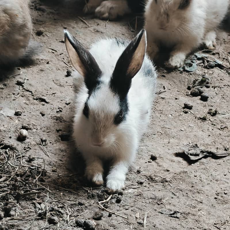 rabbits 2