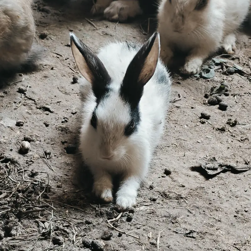 rabbits — photo 3