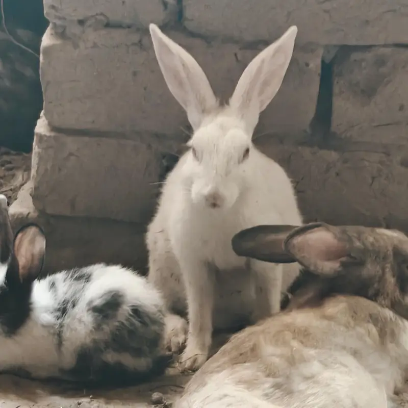 rabbits — photo 4