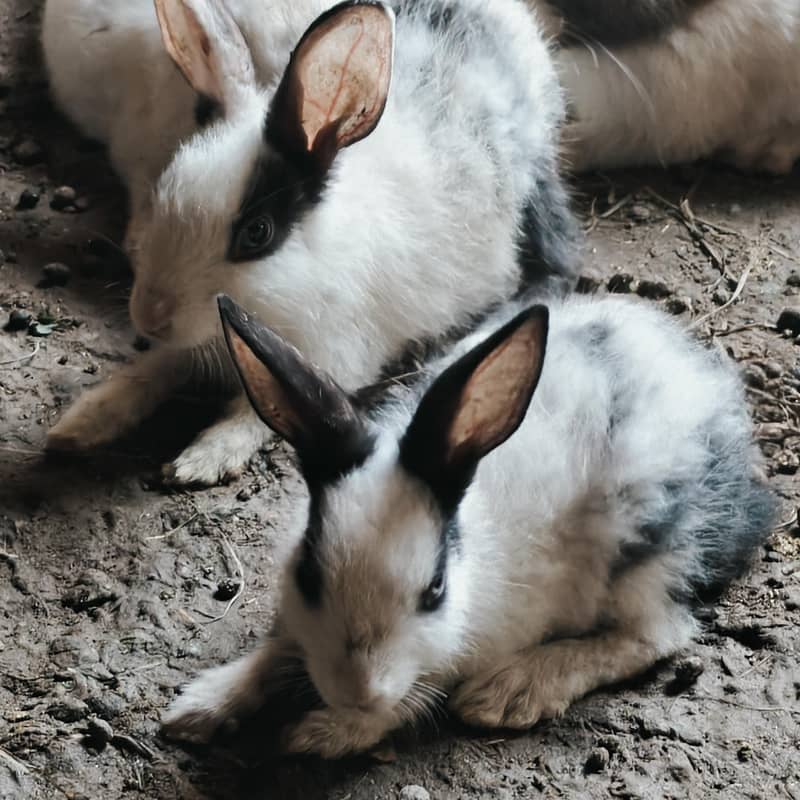 rabbits 4