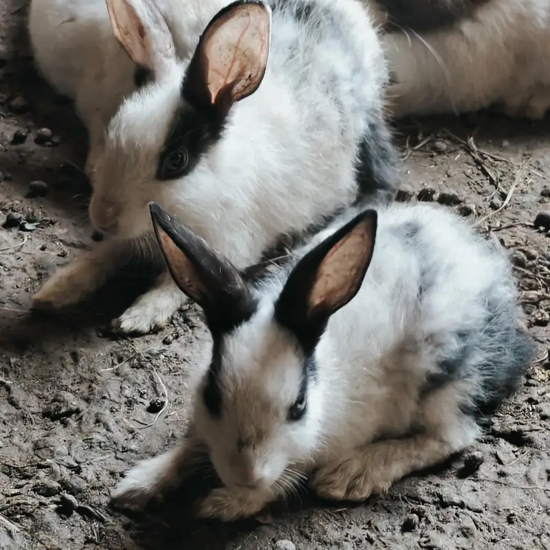 rabbits — photo 5