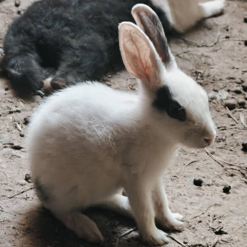 rabbits 5
