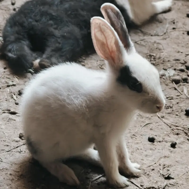 rabbits — photo 6