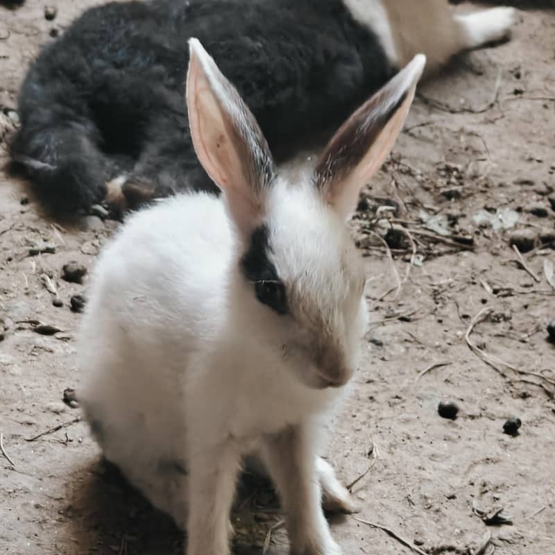 rabbits 6