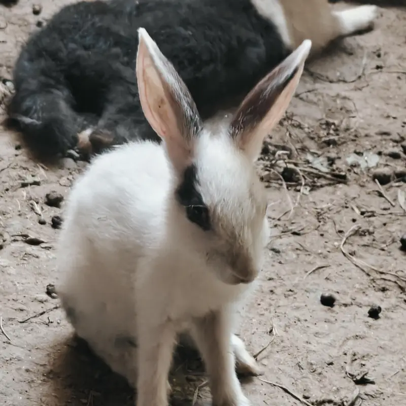 rabbits — photo 7
