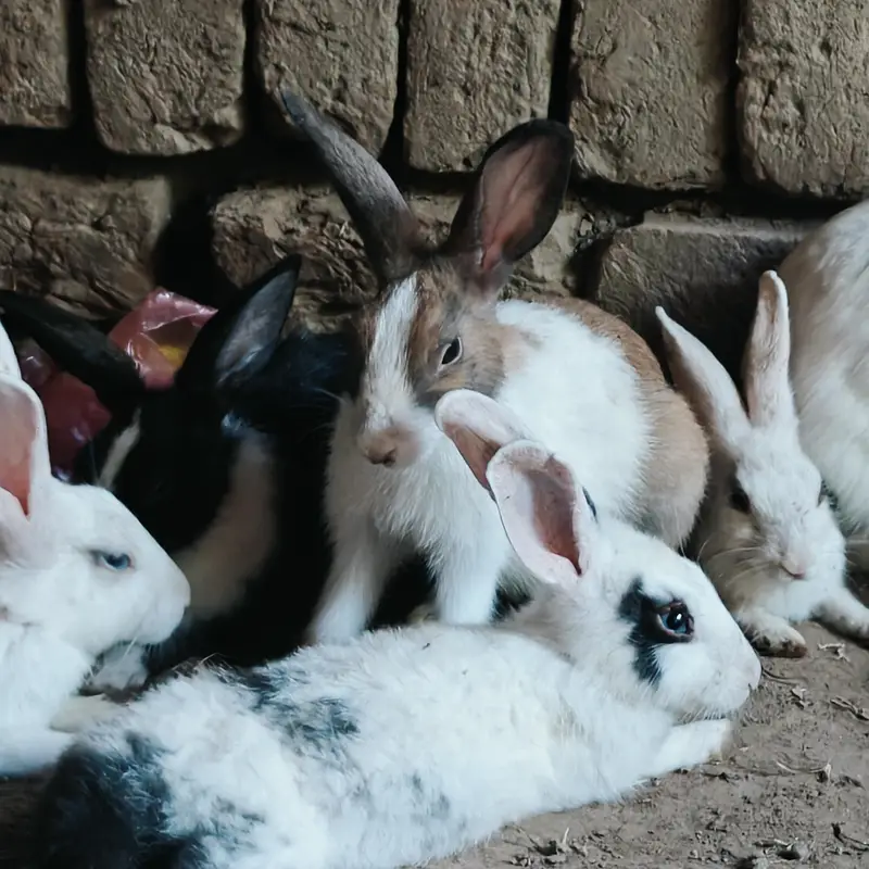 rabbits — photo 8