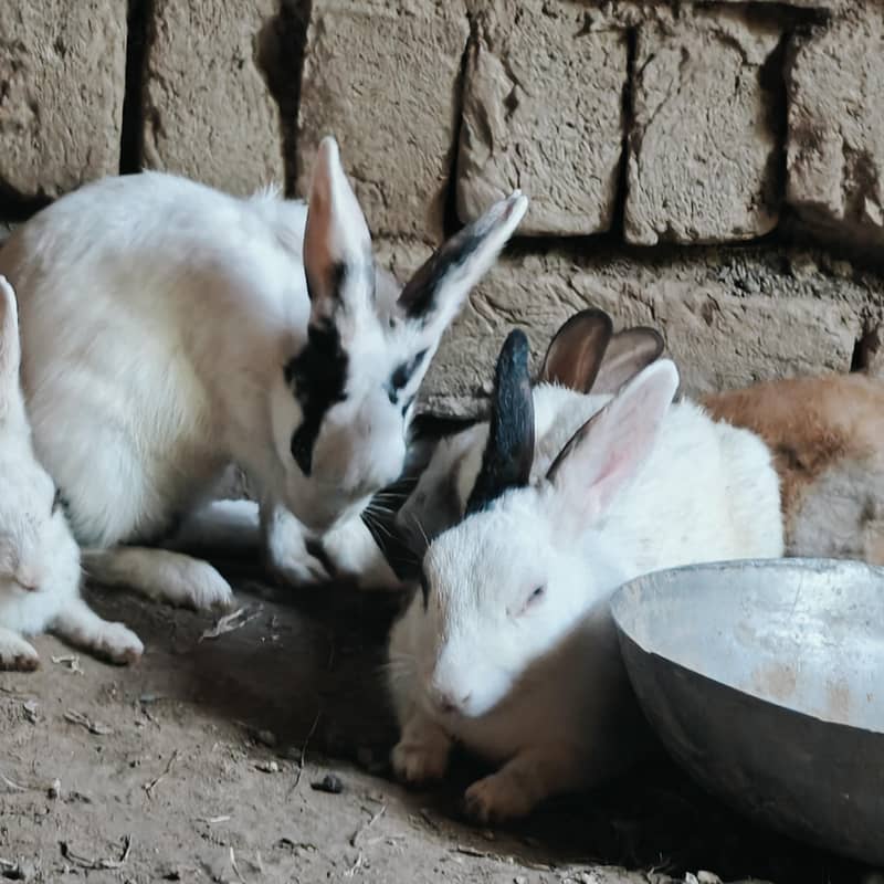 rabbits 8