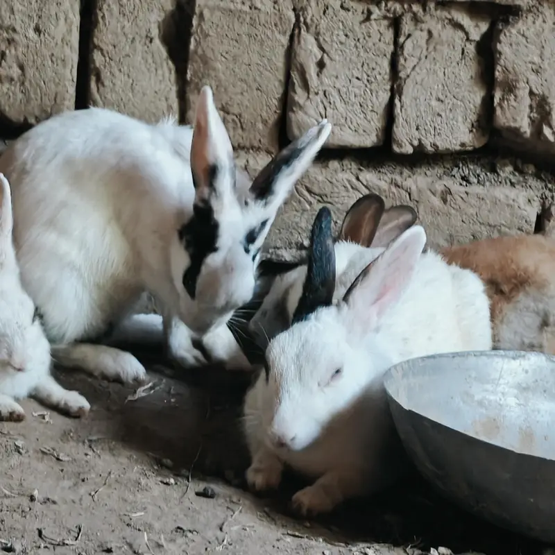 rabbits — photo 9
