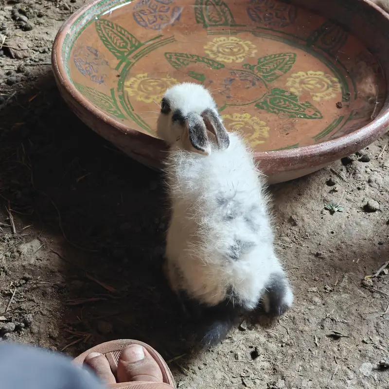 rabbits — photo 10