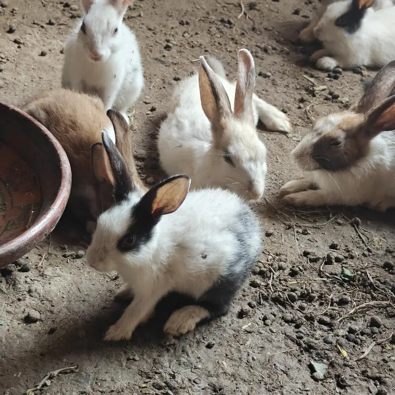 rabbits — photo 11