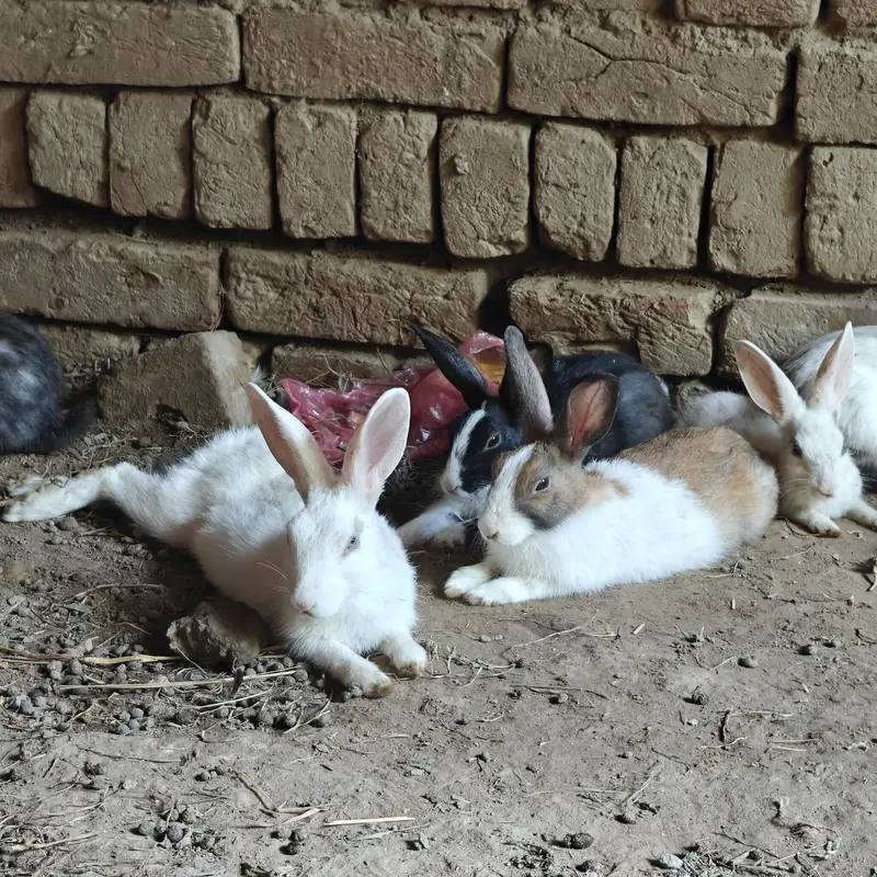 rabbits — photo 12