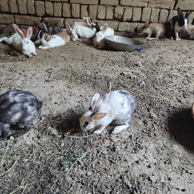 rabbits 12