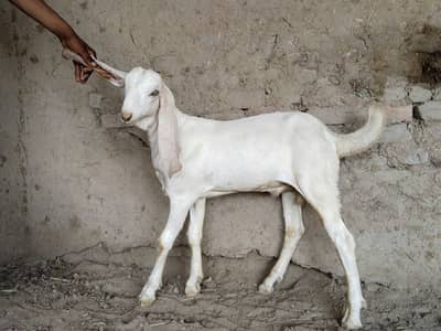 Bakra for sale call me 03225280183