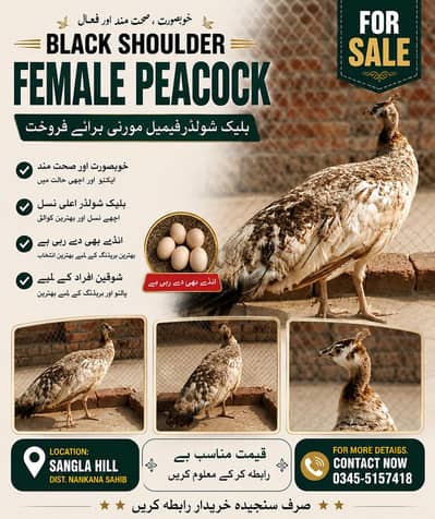  Black Shoulder Female Peacock (Egg Laying) For Sale 