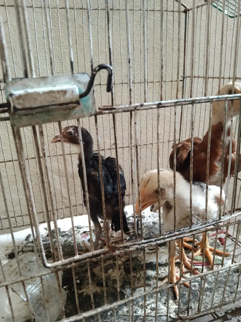 chozay hai 7 — photo 4