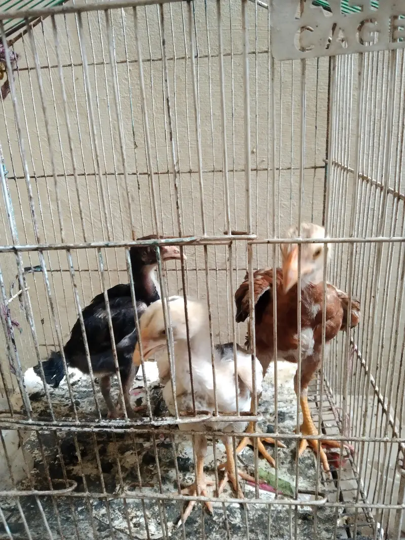 chozay hai 7 — photo 5