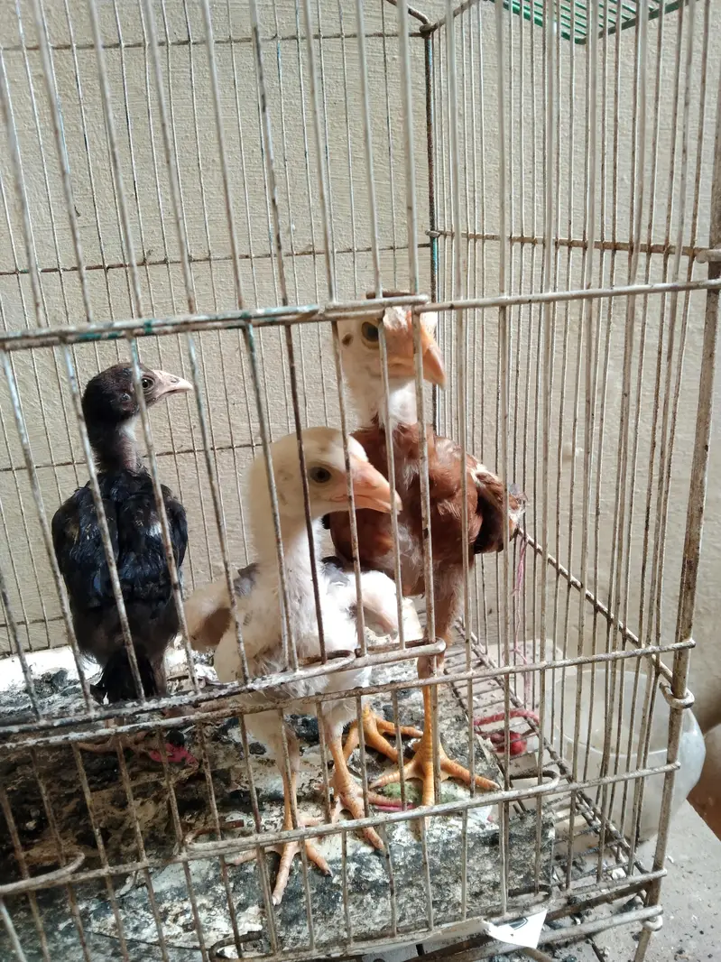 chozay hai 7 — photo 6