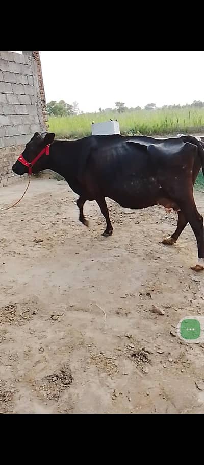 jerci cow for sale with female calf