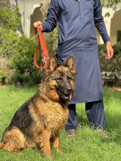German Shepherd