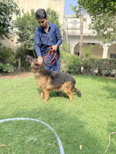 German shepherd