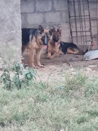 German Shepherd pair | single  coat | Gsd male | dog for sale