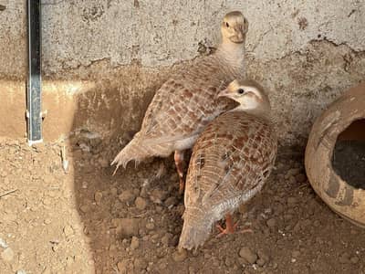 Boski teetar pair for sale
