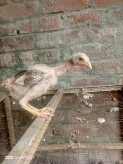 Aseel chicks for sale Pakistani breed +mianwali breed .