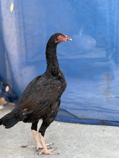 Mianwali and Kamalia cross outclass pathi eggs gurrantee Home breed