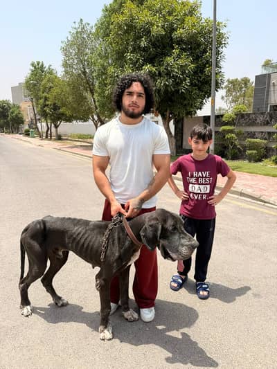 Majestic Purebred Black Great Dane –  Active