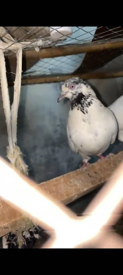 Indian Latthe red eyes, exchange with hens
