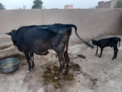 Cross Cow for sale
