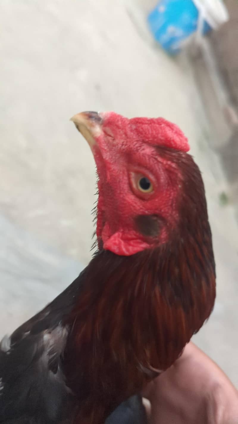 aseel chick 1