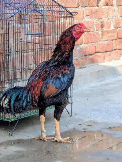 aseel chick