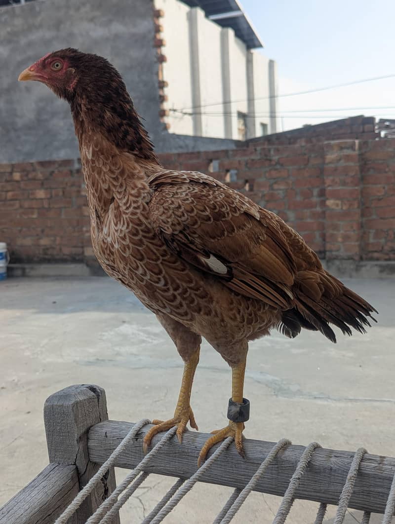 aseel chick 3