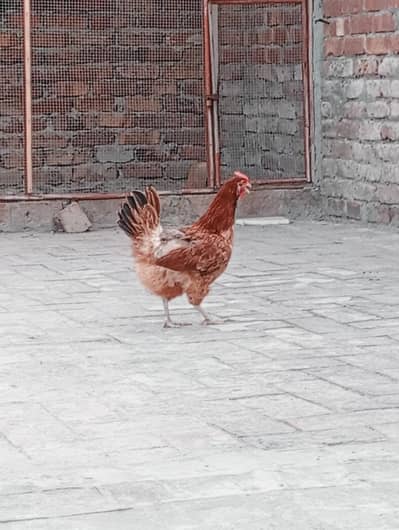 desi hen
